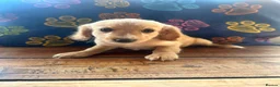Cockapoo dogs for sale: Last little boy looking for his forever home  - Advert 15