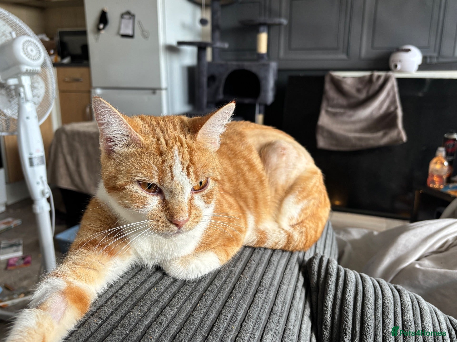 Mixed Breed cats for sale: 🐱 Six Kittens Looking for Loving Homes! 🐾 - Advert 2