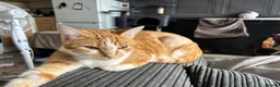 Mixed Breed cats for sale: 🐱 Six Kittens Looking for Loving Homes! 🐾 - Advert 2