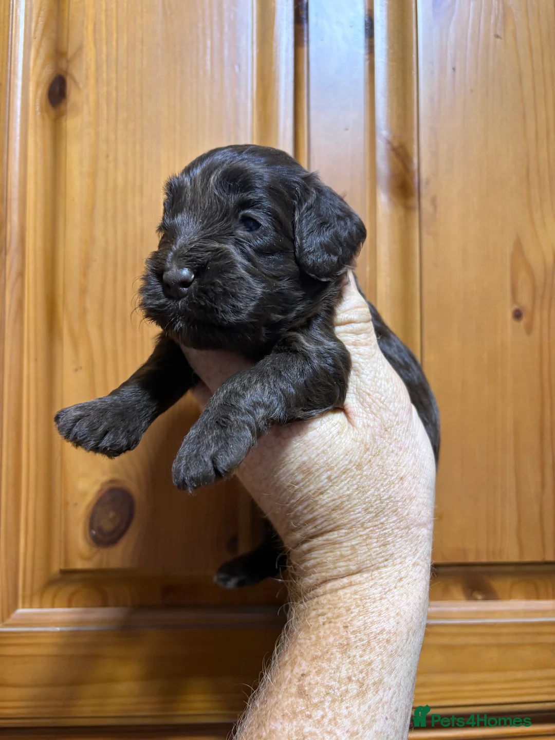 Cockapoo dogs for sale: Reservations being taken for March litter - Advert 3