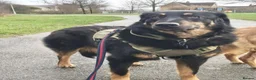 Mixed Breed dogs for adoption: Meet Odysseus, currently residing in Suffolk  in Stowmarket - Advert 2
