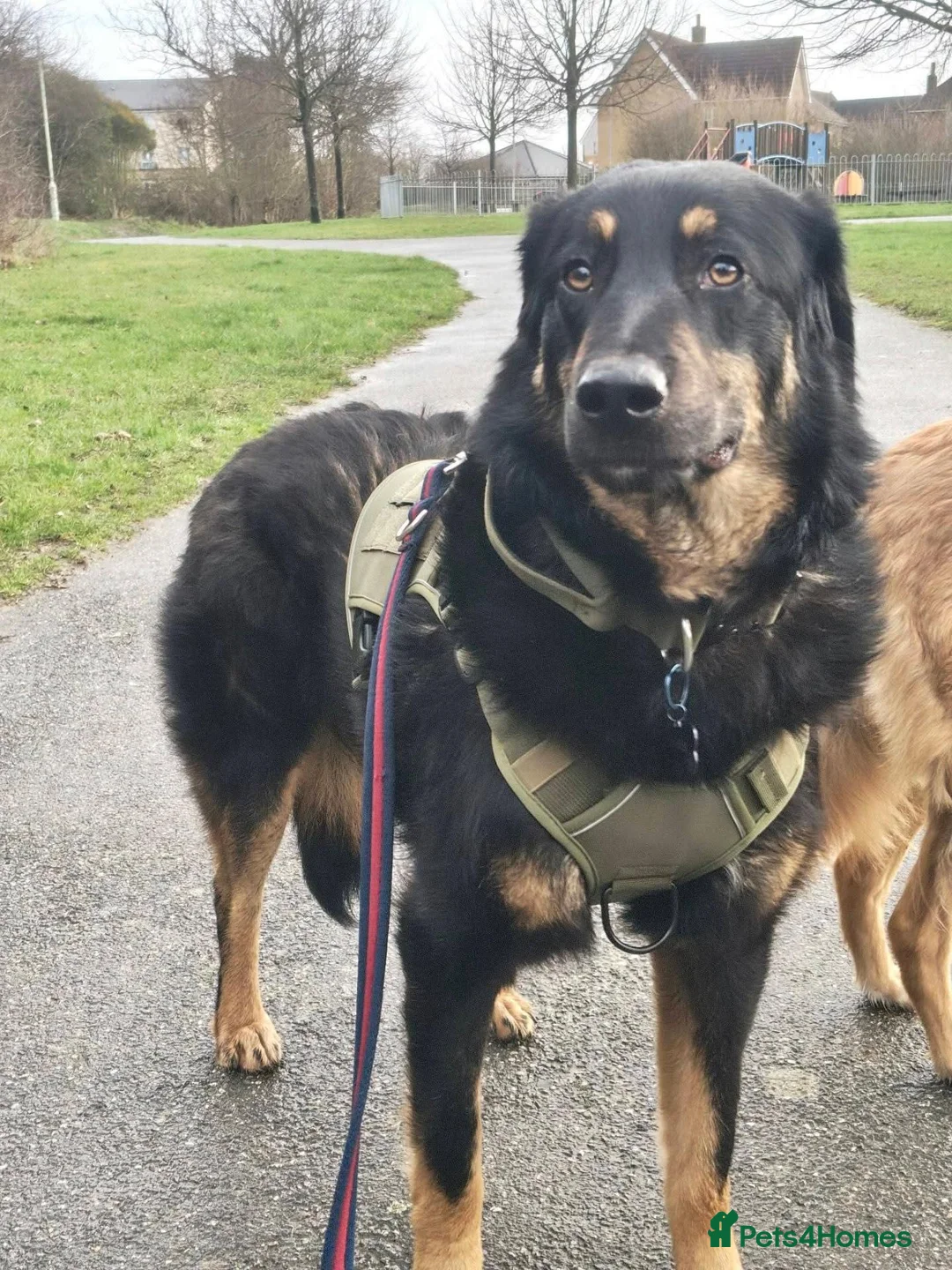 Mixed Breed dogs for adoption: Meet Odysseus, currently residing in Suffolk  in Stowmarket - Advert 2