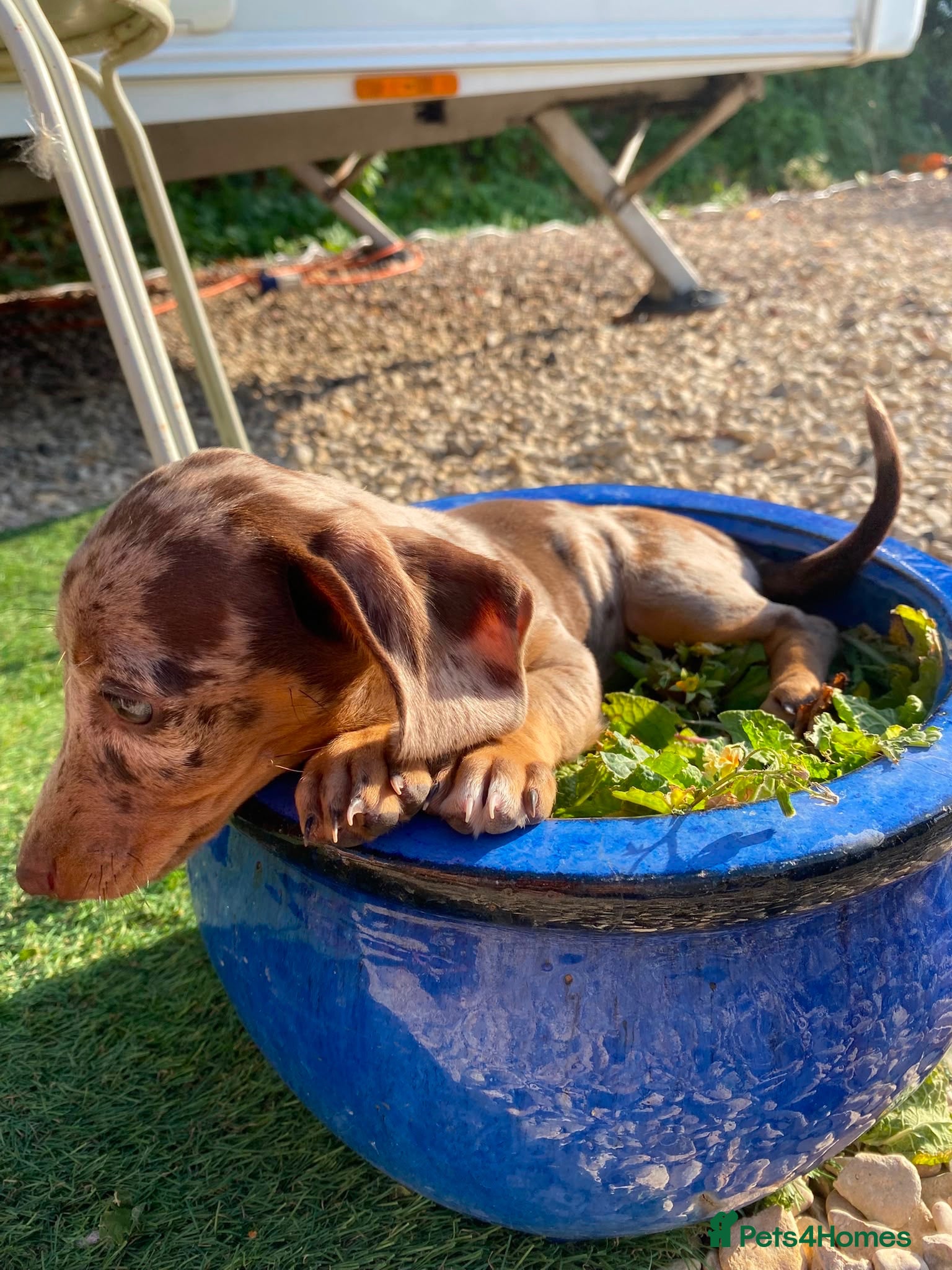 Dachshund dogs ⭐️READY NOW ⭐️Beautiful Dachshunds  - Advert 5