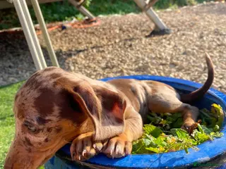 Dachshund dogs ⭐️READY NOW ⭐️Beautiful Dachshunds - Advert 5