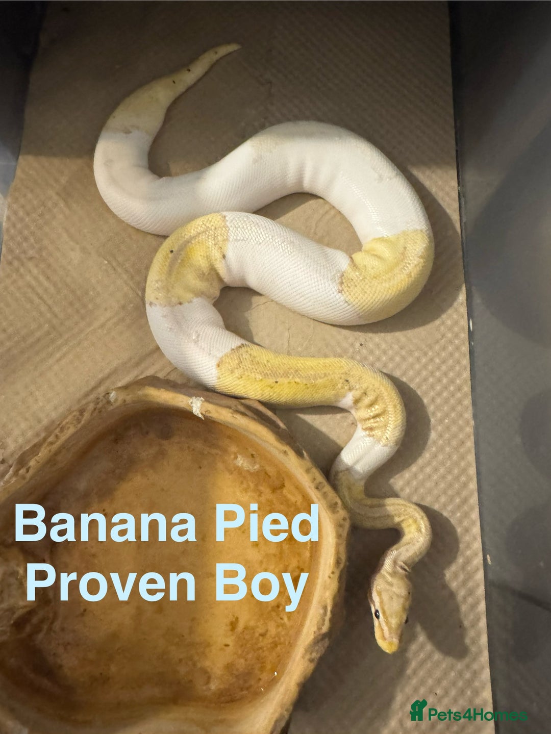Python Snake reptiles for sale: Ball python collection  - Advert 12