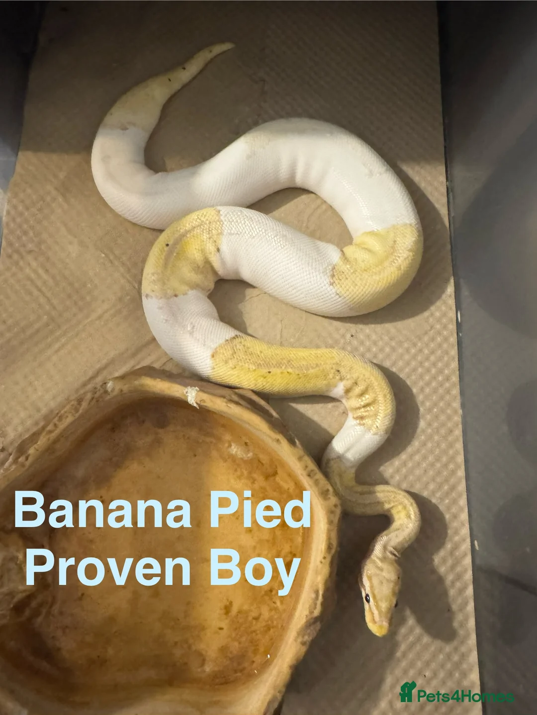 Python Snake reptiles for sale: Ball pythons - Advert 2