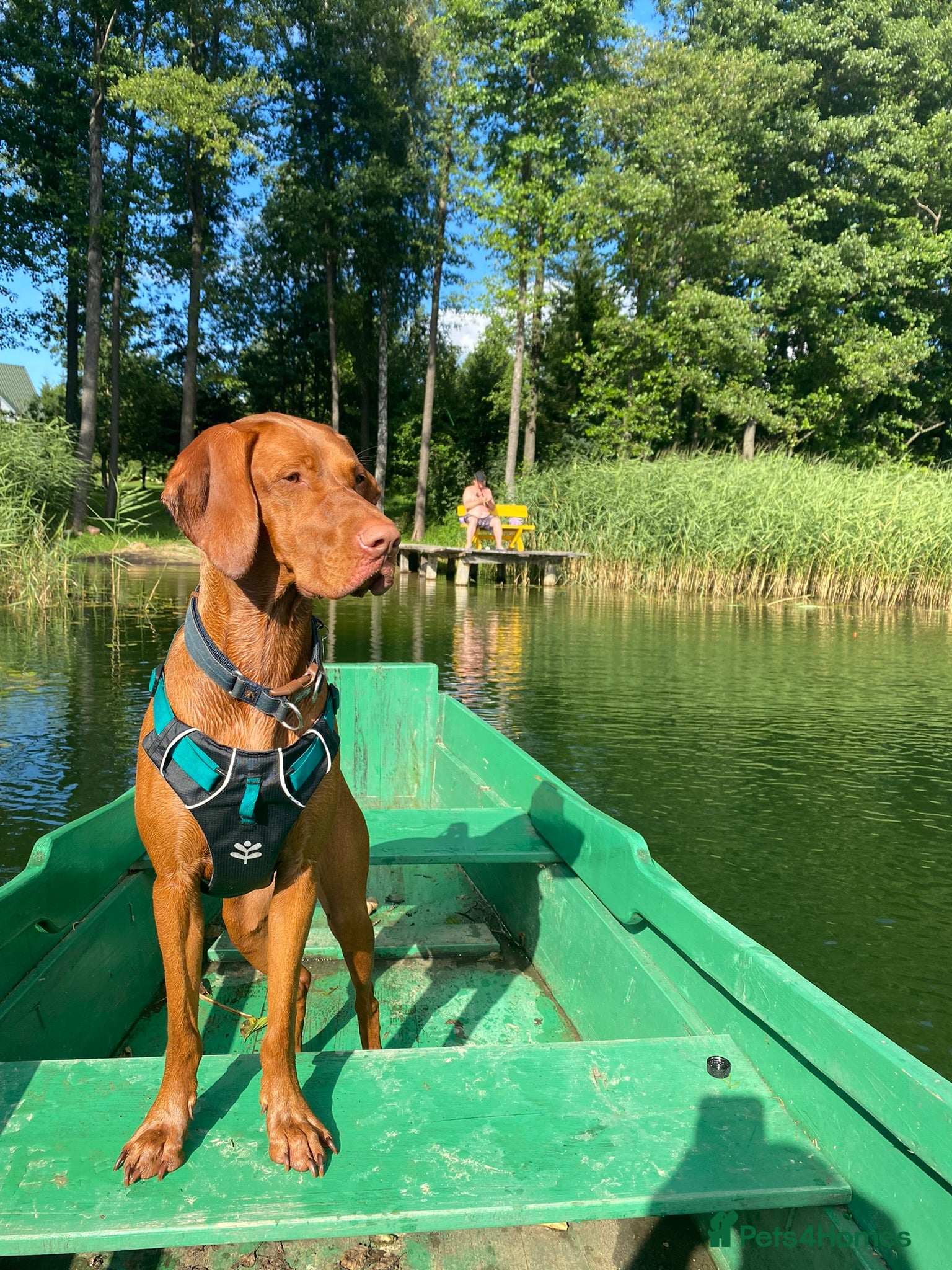 Hungarian Vizsla dogs Vizsla puppies. Great lineage and super low COI. - Advert 8
