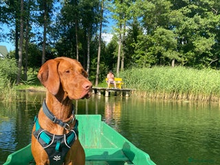 Hungarian Vizsla dogs Vizsla puppies. Great lineage and super low COI. - Advert 8