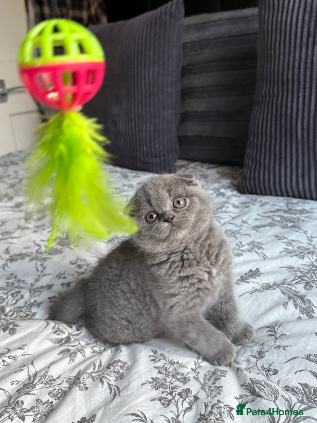 Scottish Fold cats for sale: 5 gorgeous kittens for sale - Advert 7