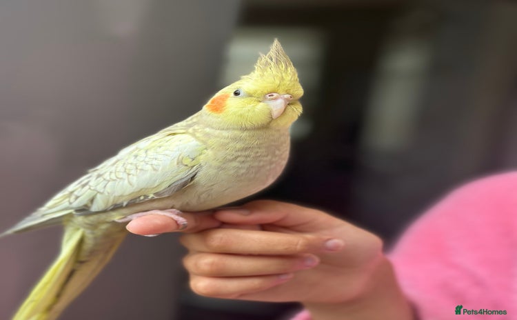 Cockatiels birds - Advert 2