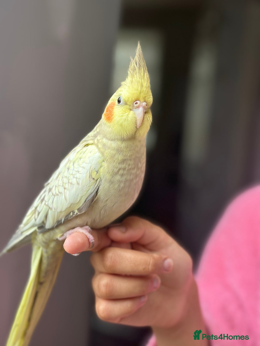 Cockatiels birds for sale: Hand tamed Cockatiel with cage and toys - Image 1