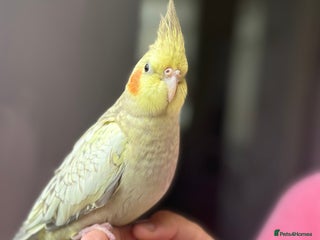 Cockatiels birds - Advert 35