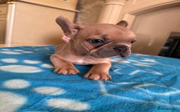 French Bulldog dogs for sale: French Bulldog Puppies 3 Male 4 Female  - Image 18
