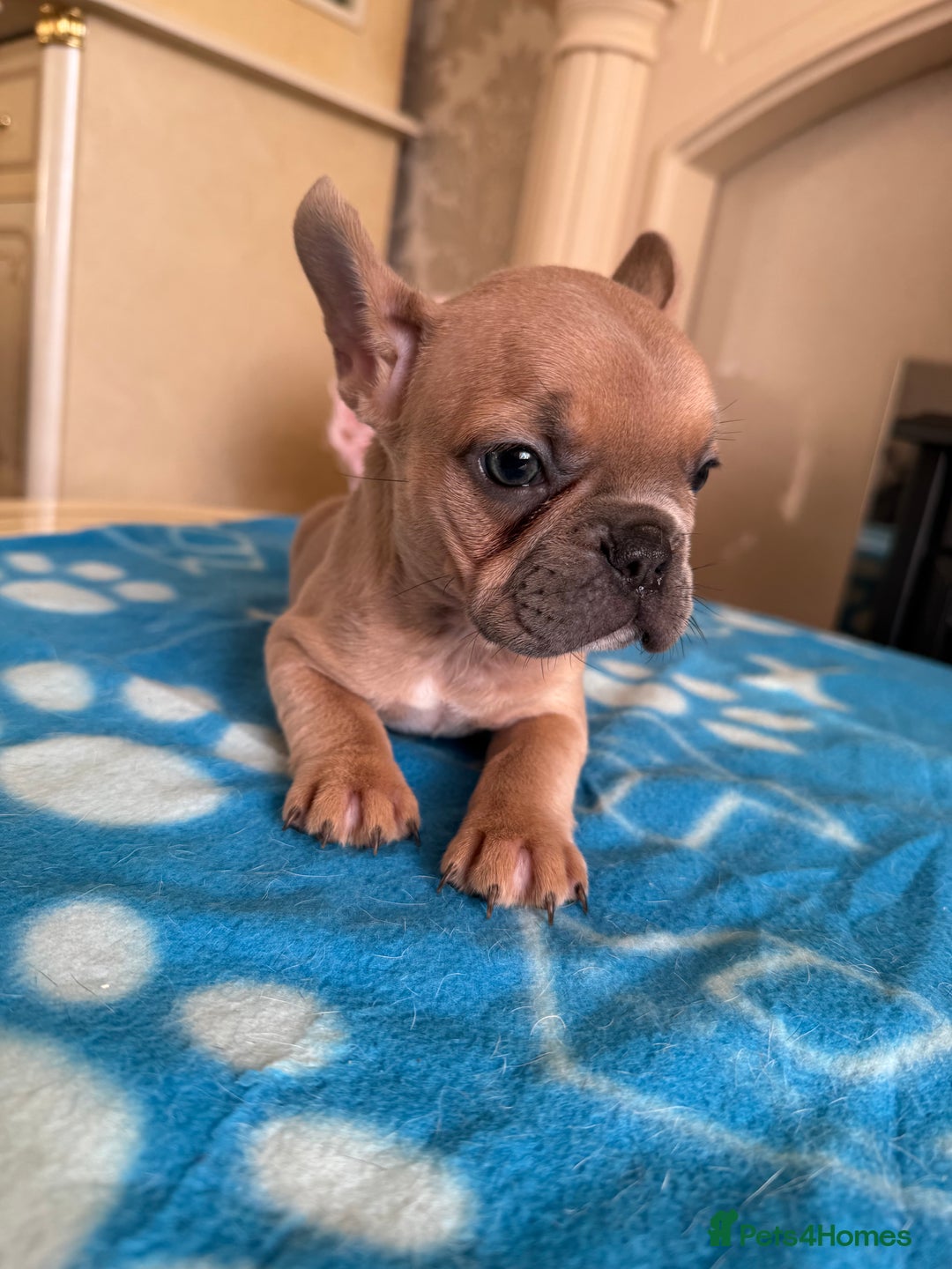 French Bulldog dogs for sale: French Bulldog Puppies 3 Male 4 Female  - Image 18