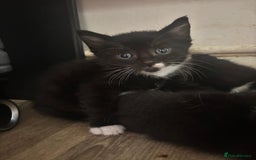 Mixed Breed cats for sale: Adorable Male Kittens Ready to Reserve - Image 10