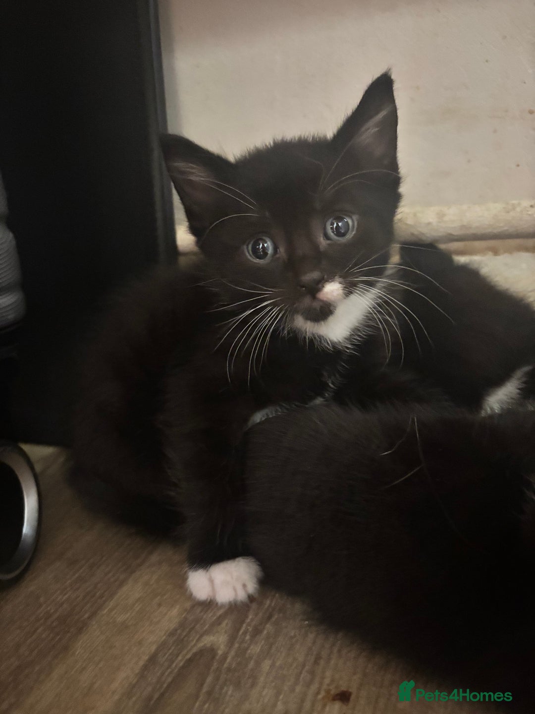 Mixed Breed cats for sale: Adorable Male Kittens Ready to Reserve - Image 10