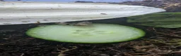 Snails invertebrates for sale: Giant African land snail babies  in Plymouth - Advert 2