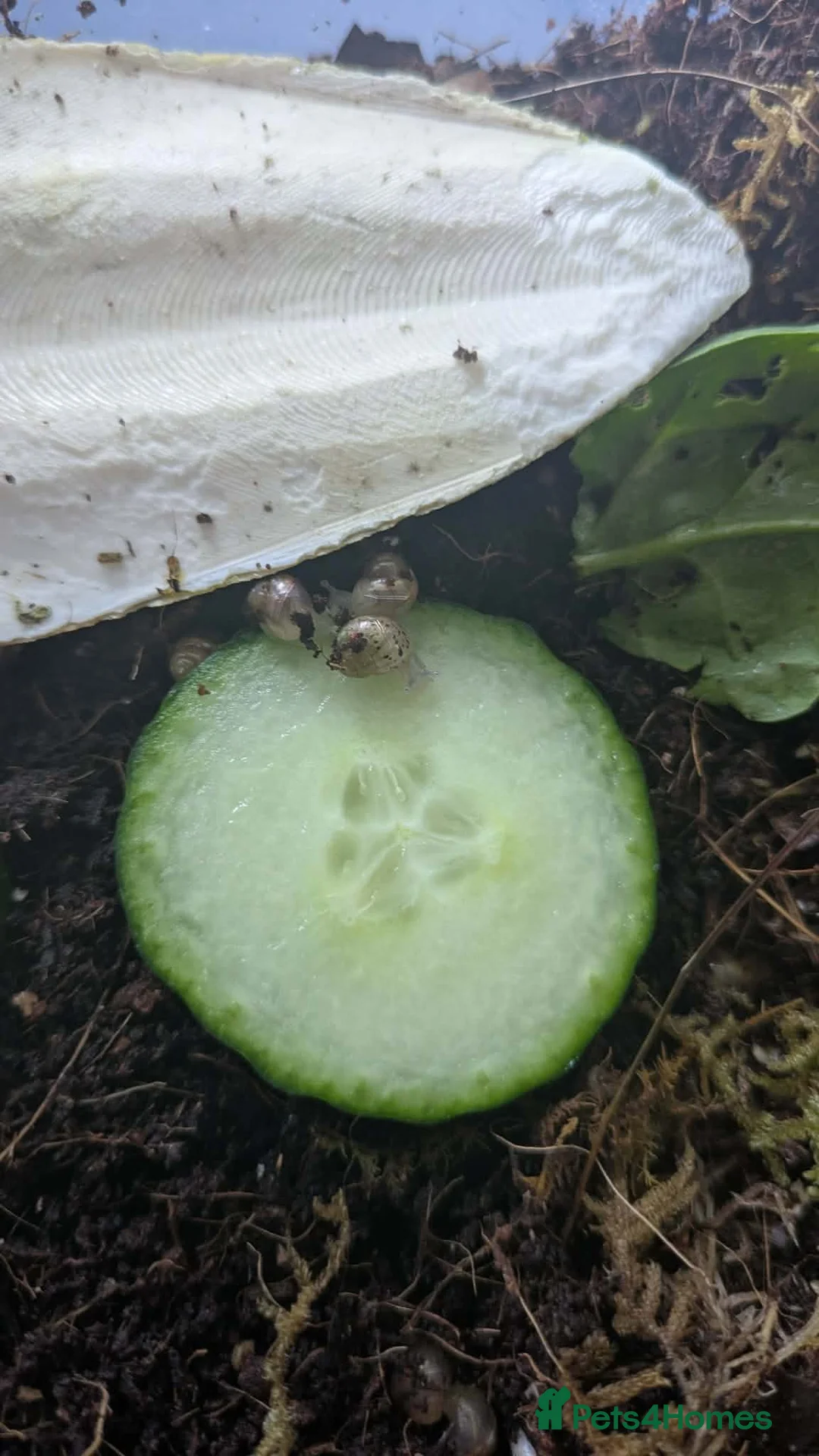 Snails invertebrates for sale: Giant African land snail babies  in Plymouth - Advert 2