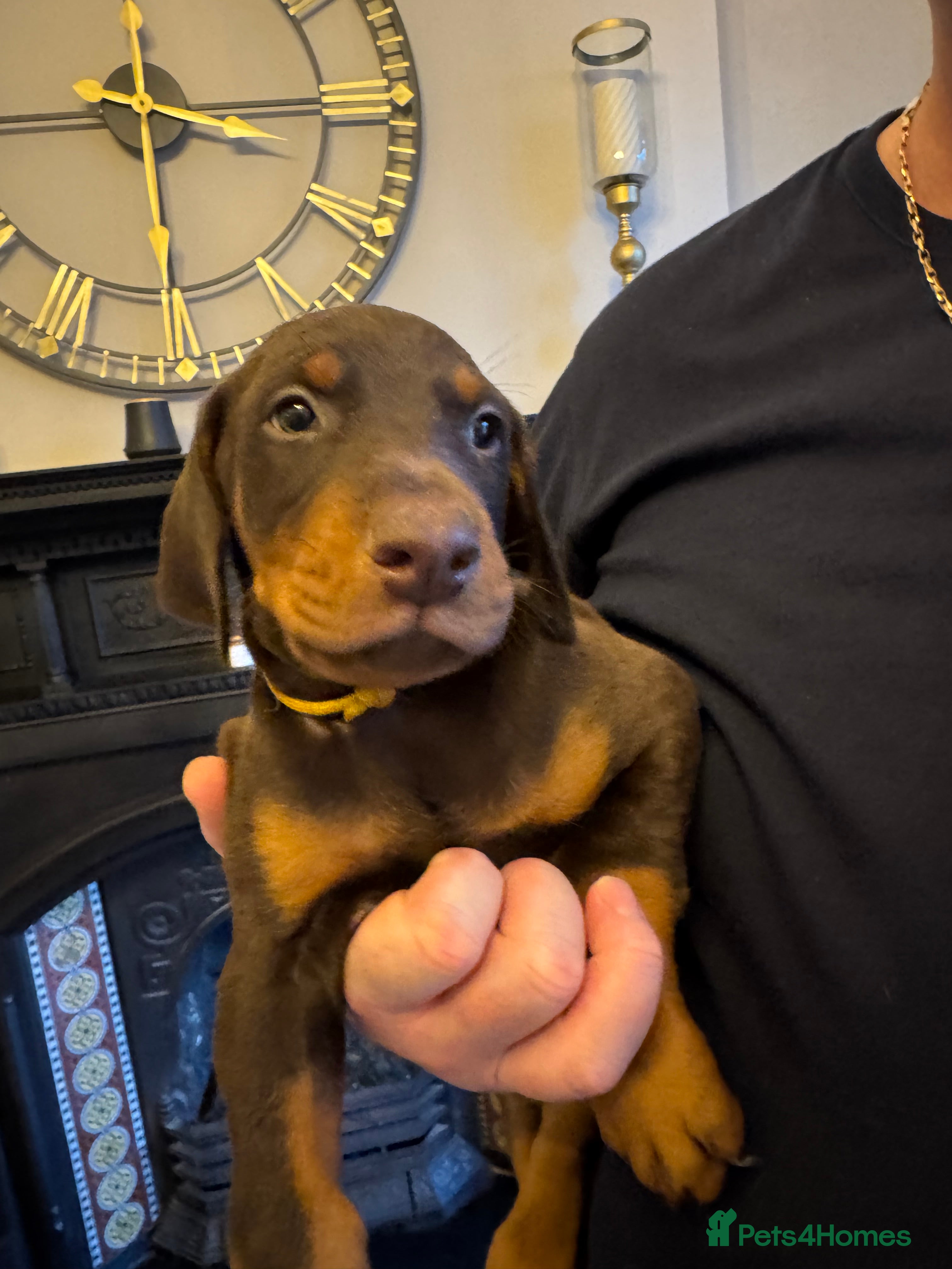 Dobermann dogs Beautiful chunky Dobermans - Advert 6