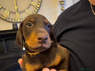 Dobermann dogs Beautiful chunky Dobermans - Advert 6
