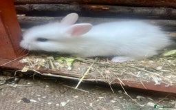 Mini Lion Lop rabbits for sale: Baby bunnies mini lion lops ready now  - Image 14