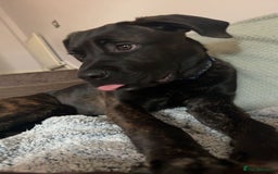 Mixed Breed dogs for sale: Enzo  - Image 3