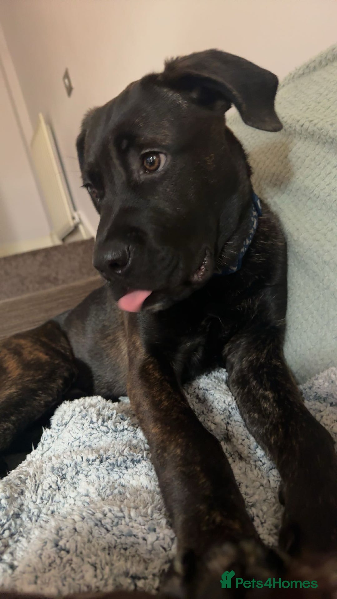 Mixed Breed dogs for sale: Enzo  - Image 3
