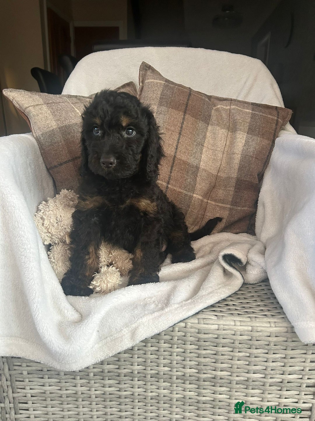 Cockapoo dogs for sale: F1 miniature gorgeous cockapoo puppies  - Image 37