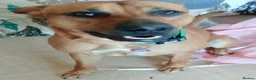 Mixed Breed dogs for sale: Bear  - Advert 2
