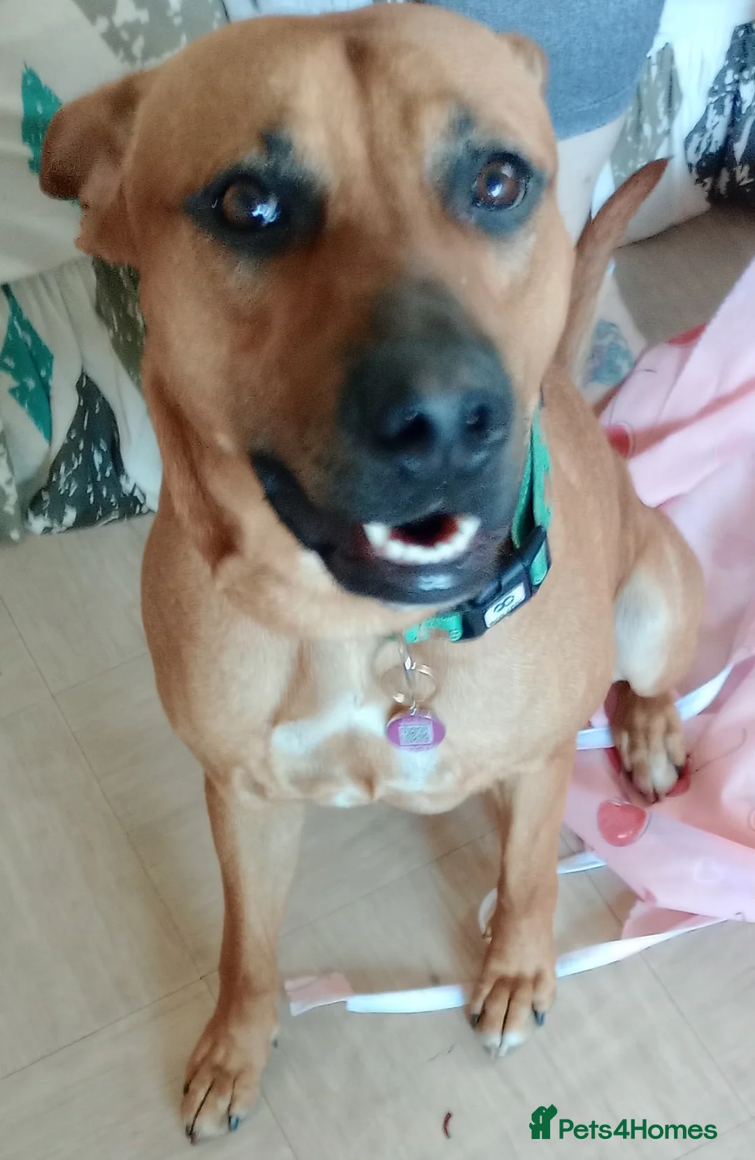 Mixed Breed dogs for sale: Bear  - Advert 2