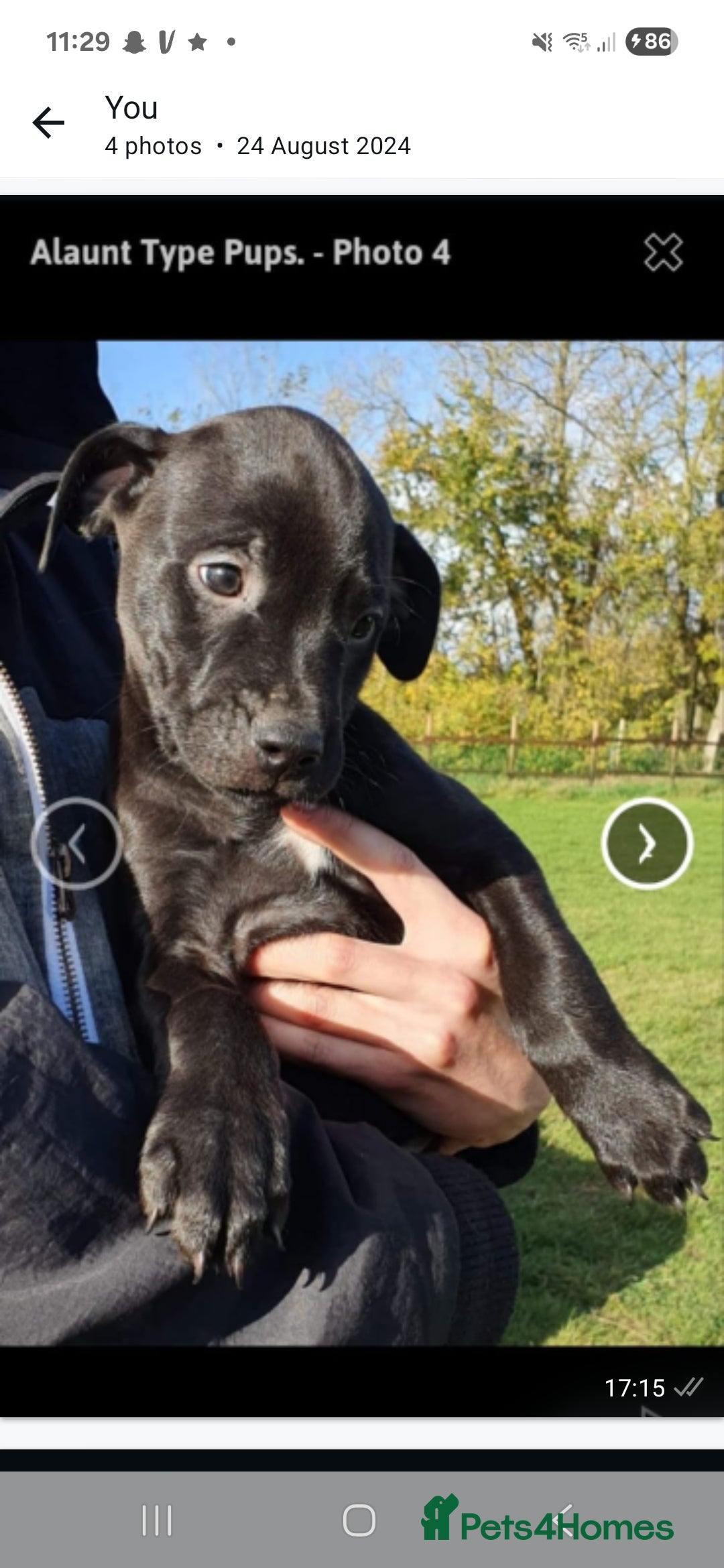 Mixed Breed dogs Alaunt type dogs - Advert 19