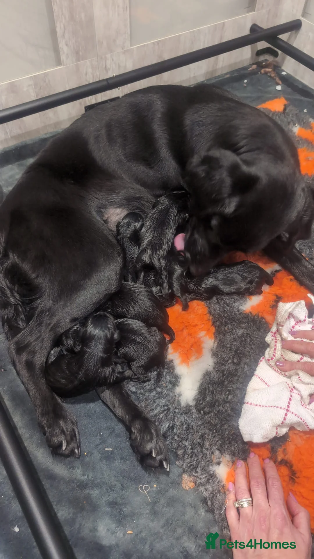 Labrador Retriever dogs for sale: Black Labrador puppies - Advert 2