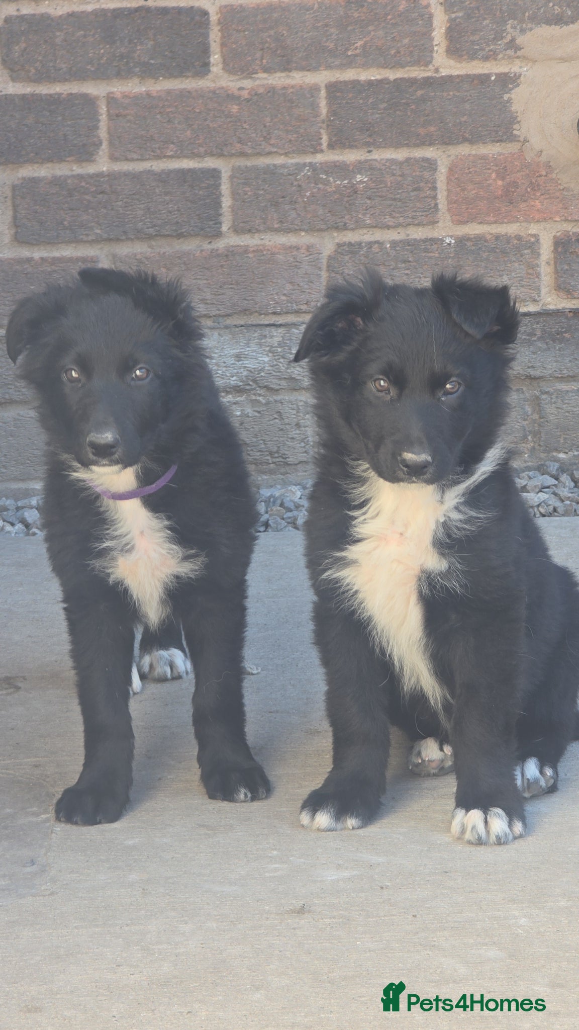 Mixed Breed dogs 💥3 BOYS LEFT💥💕8 black beautiful shollie pups💕 - Advert 12