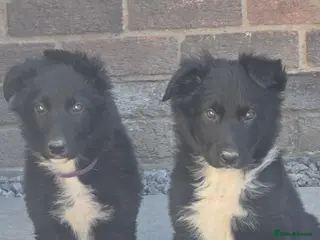 Mixed Breed dogs 💥3 BOYS LEFT💥💕8 black beautiful shollie pups💕 - Advert 12