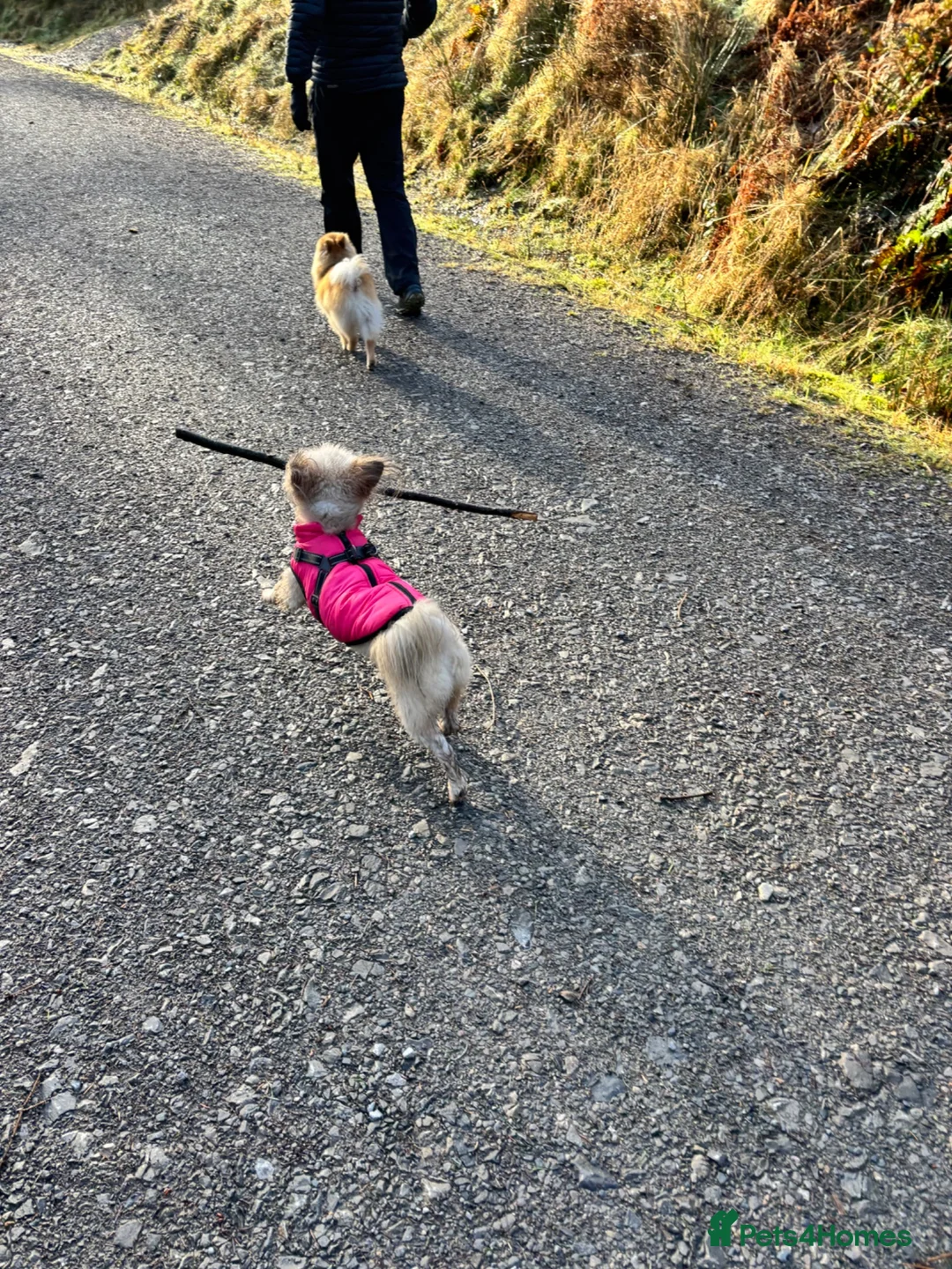 Mixed Breed dogs for sale: Name Pia  - Advert 2