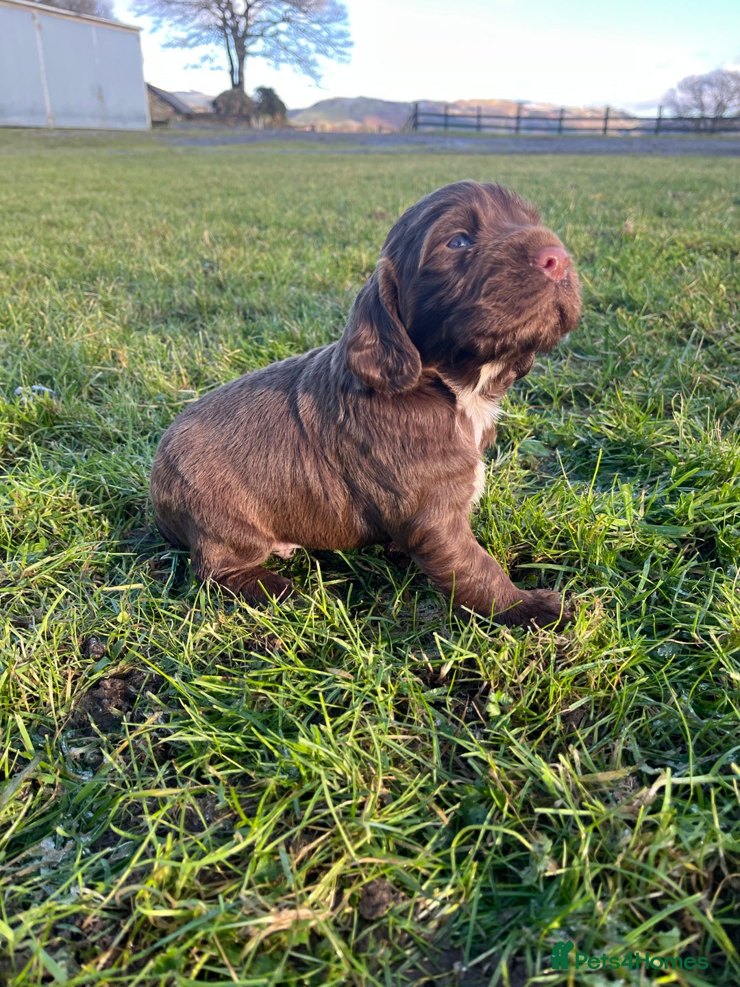 Cocker Spaniel dogs for sale: Beautiful Cockerspaniel Puppies for sale🐶 - Advert 21