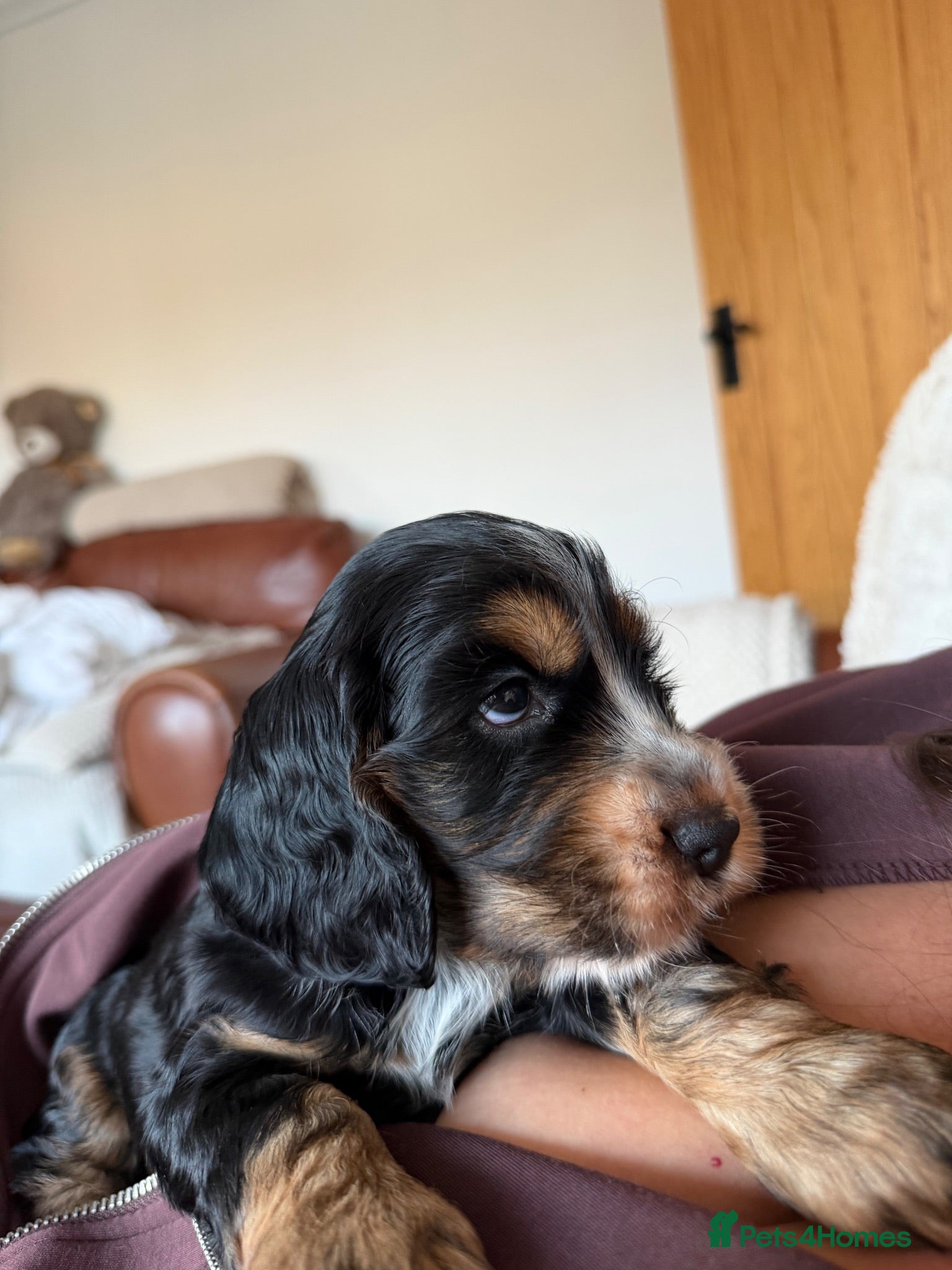 Cocker Spaniel dogs Gorgeous Show Cocker Spaniels  - Advert 1