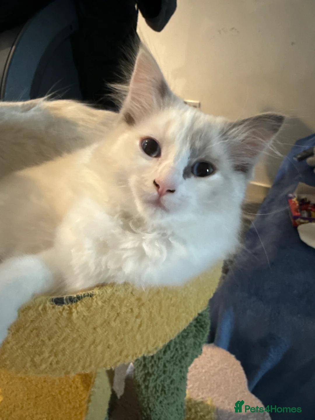 Ragdoll cats for sale: 2 Genetic tested pure Ragdoll Tortie Girl’s Ready - Advert 2