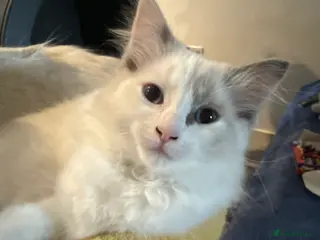 Ragdoll cats 2 Genetic tested pure Ragdoll Tortie Girl’s Ready - Advert 17