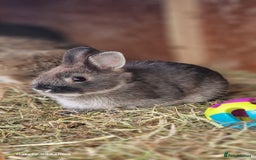 Netherland Dwarf rabbits for sale: Various Netherland Dwarfs available from £20 - Image 8
