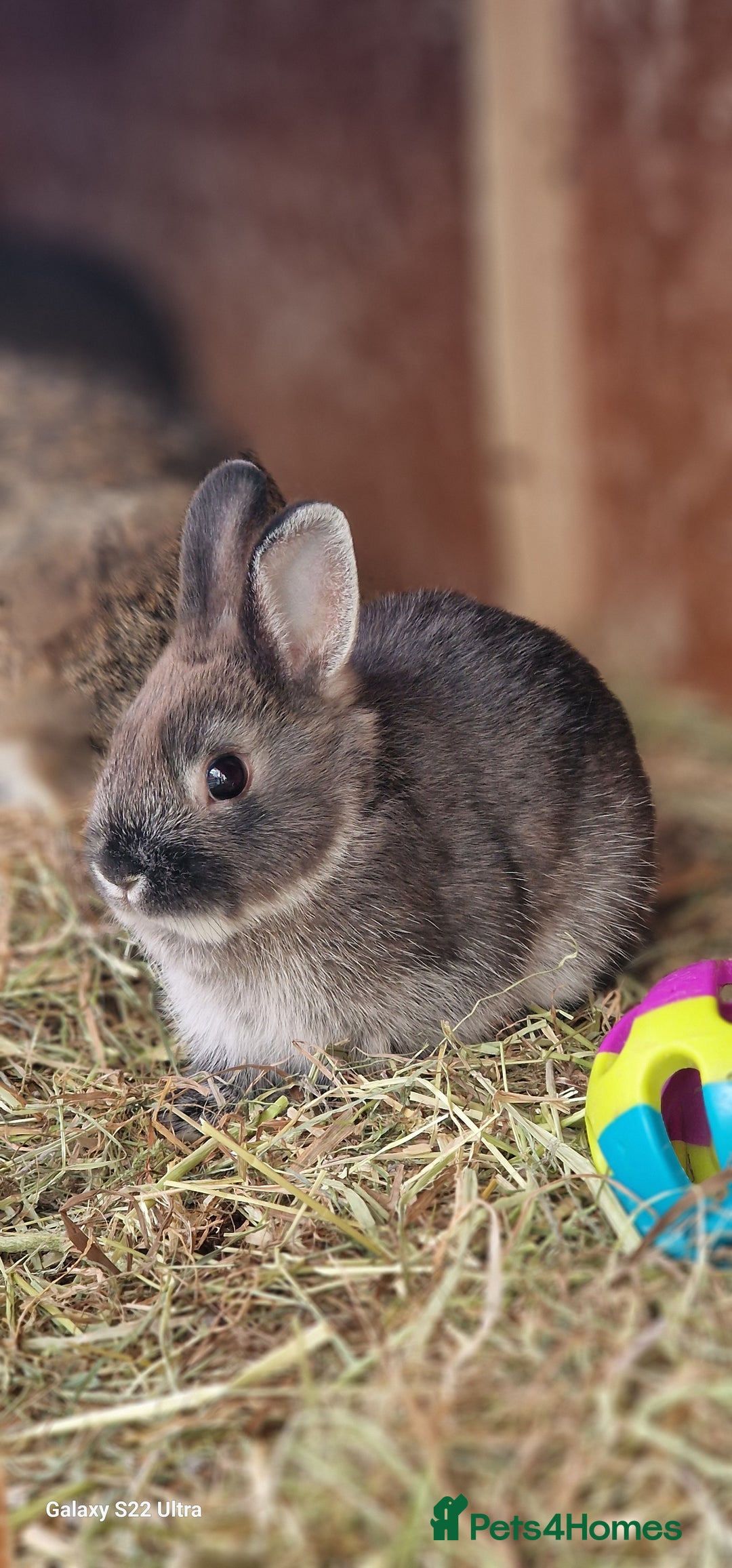 Netherland Dwarf rabbits for sale: Various Netherland Dwarfs available from £20 - Image 8