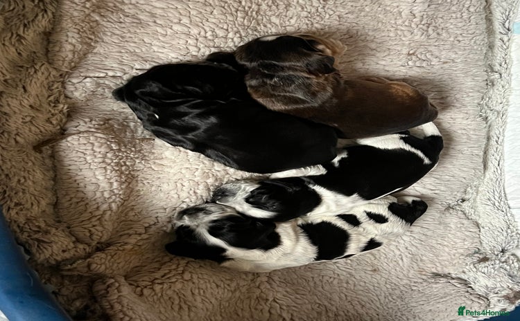 Cocker Spaniel dogs - Advert 7