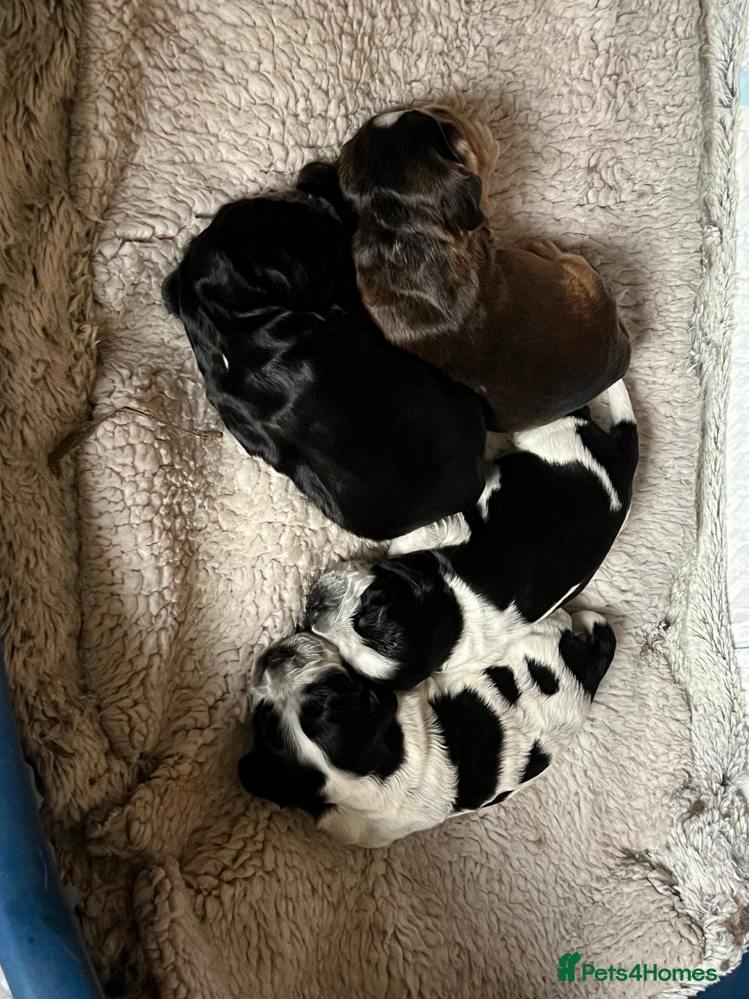 Cocker Spaniel dogs for sale: Stunning Petite Dark Blue Roan Boy Remaining - Image 1