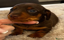 Miniature Dachshund dogs for sale: Gorgeous KC Miniature Dachshunds  - Image 5