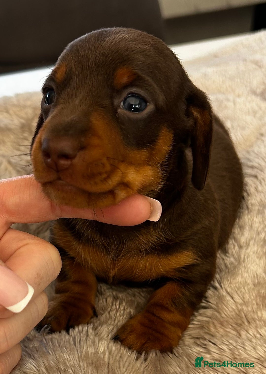 Miniature Dachshund dogs for sale: Gorgeous KC Miniature Dachshunds  - Image 5
