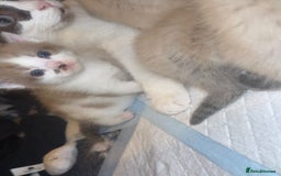 Ragdoll cats for sale: Ragdoll - Image 6