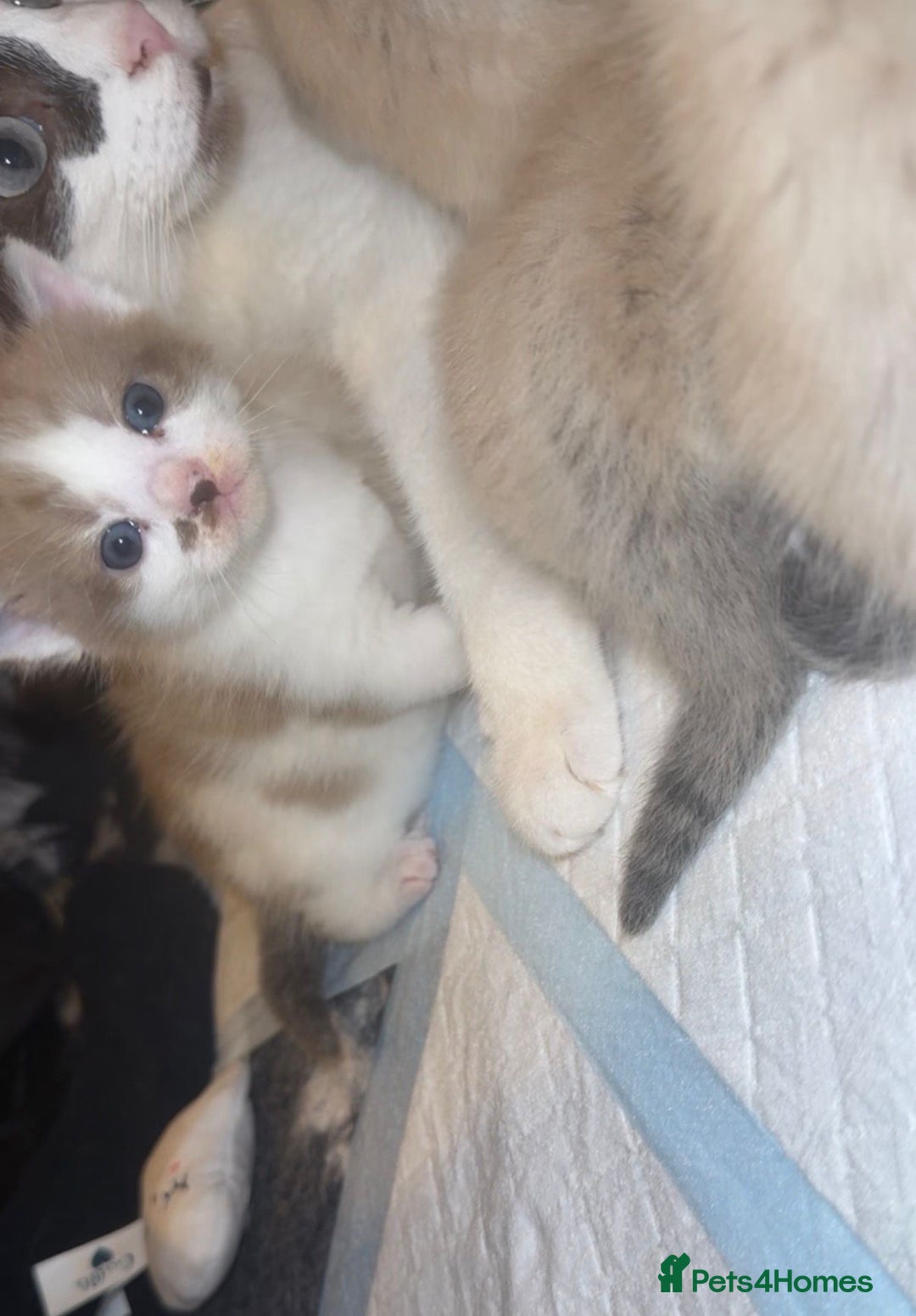 Ragdoll cats for sale: Ragdoll - Image 6