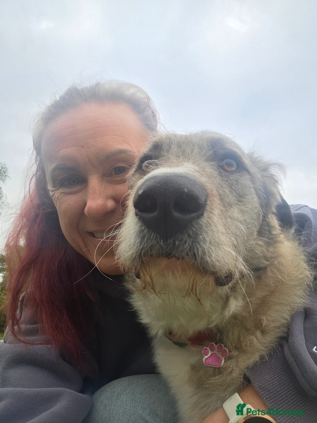 Mixed Breed dogs for adoption: Perfect PICKLE - Image 19