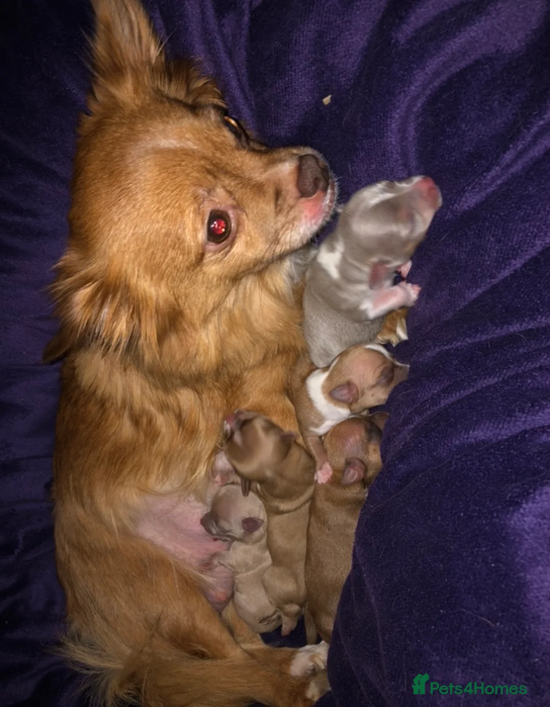 Chihuahua dogs for sale: 3 gorgeous pedigree puppies  - Advert 14