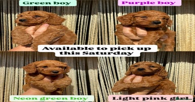 Cavapoo dogs - Advert 3